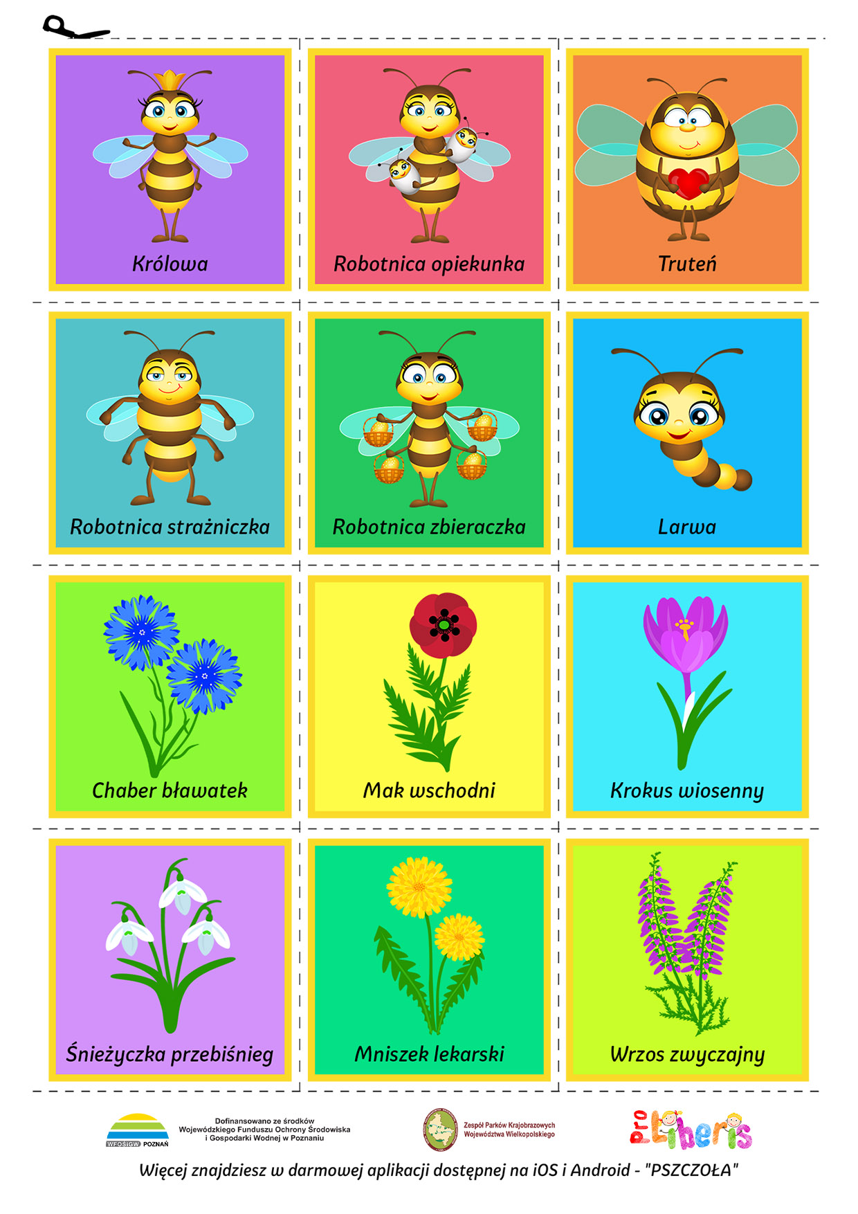 Pszczoły i dzikie zapylacze